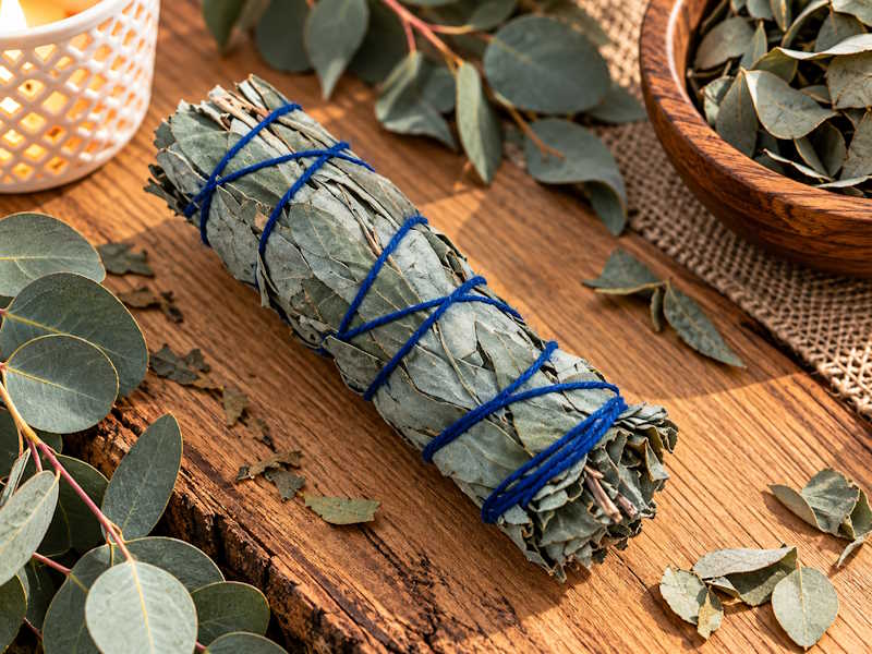 Atadillo Eucaliptus medicinal hoja azul